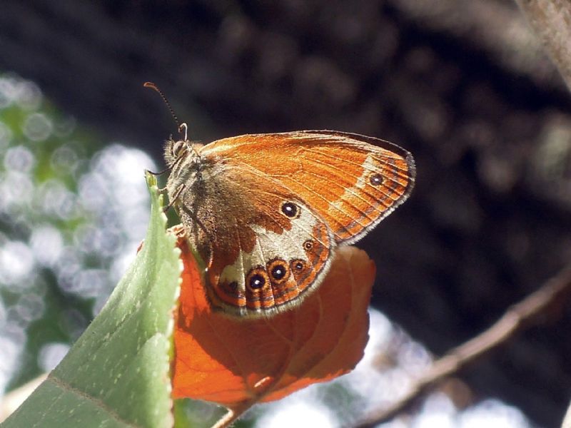 Coenonympha arcania?? S